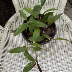 Hoya Royal Hawaiian Purple Splash - 6” Pot - Rare Tropical Houseplant, Perfect Mothers Day Gift