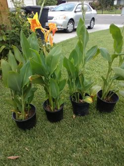 Clabel matizado de amarillo y anaranjado