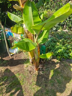 Banana Tree (different sizes, $15 to $50)