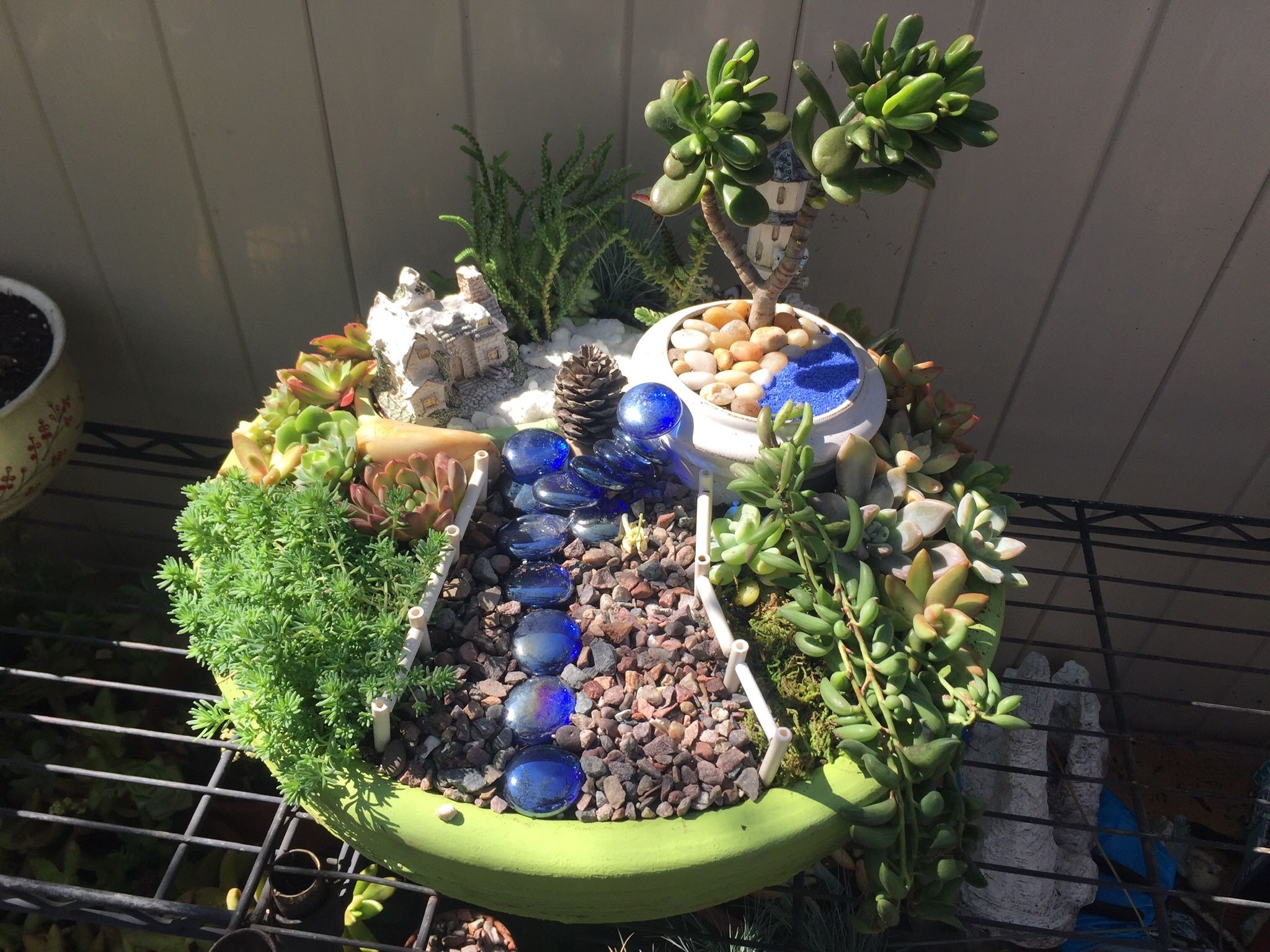 Succulant Arrangements