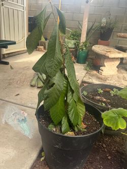 Arbol de fruta nispero $20