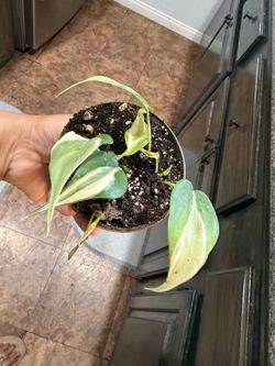 4” Philodendron Rio