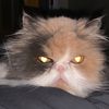 Blanca