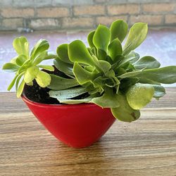 Succulent Plants 