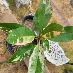 Variegated Plumeria Maya