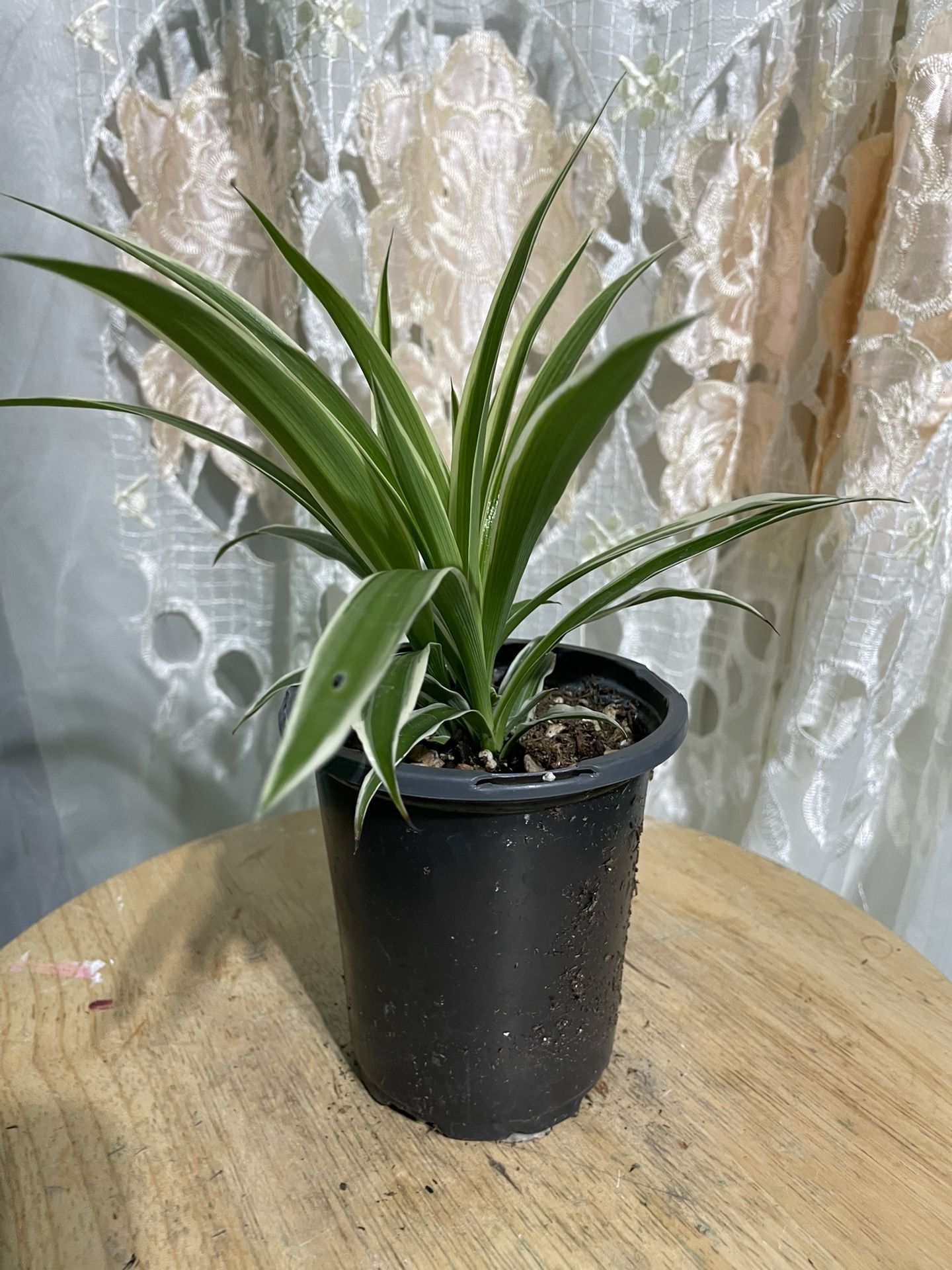 Spider π·οΈ Plant π±