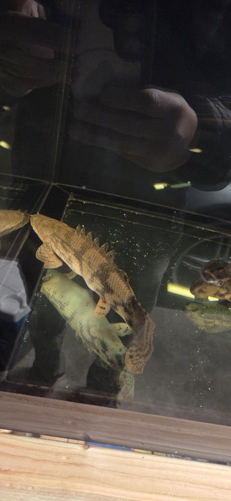 210g For Sale