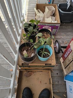 Plants $2