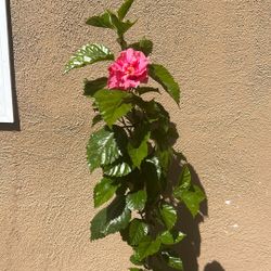 Obeliscos / Hibiscos 