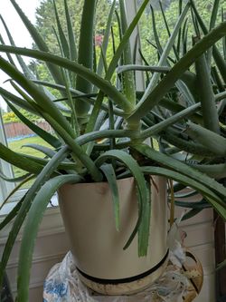 Aloe vera H. 36" Dia. 16"