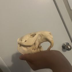Genuine Beaver Skull 