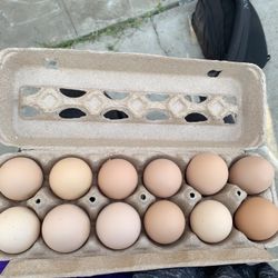 Eggs For Sale