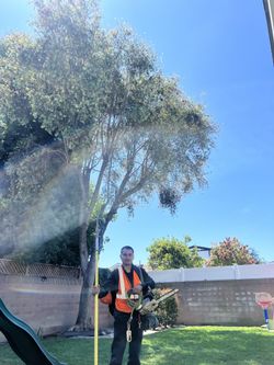 Tree Palm Trimming And Removals 