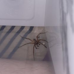 Grass Spider...... 