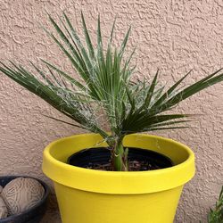 Mexican Fan Palm 
