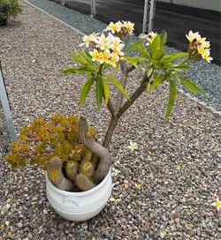 Cactus—suculents—plumeria