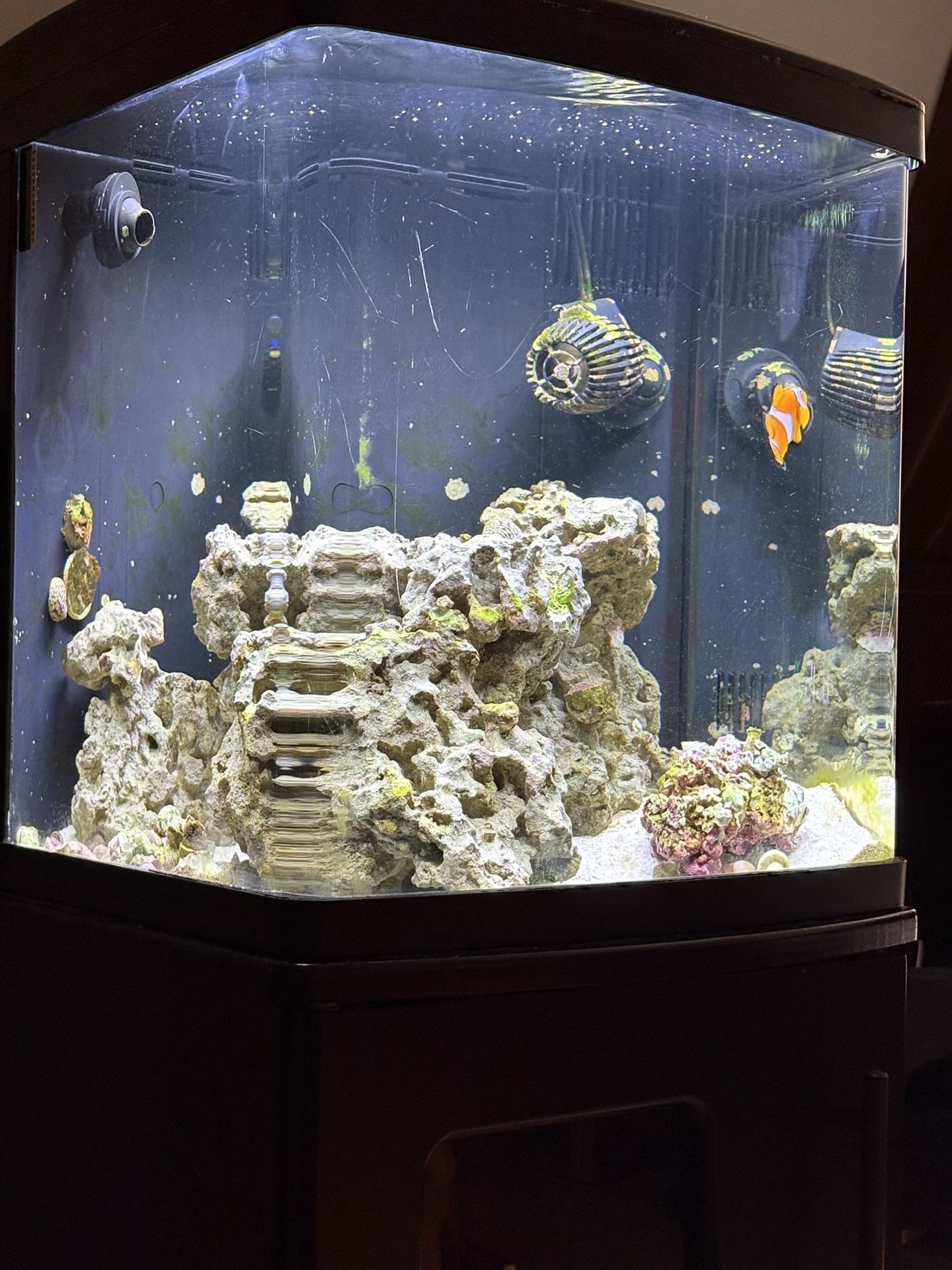 Coralife Size 16 LED BioCube Aquarium & Stand Combo