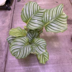 6” Calathea Orbifolia