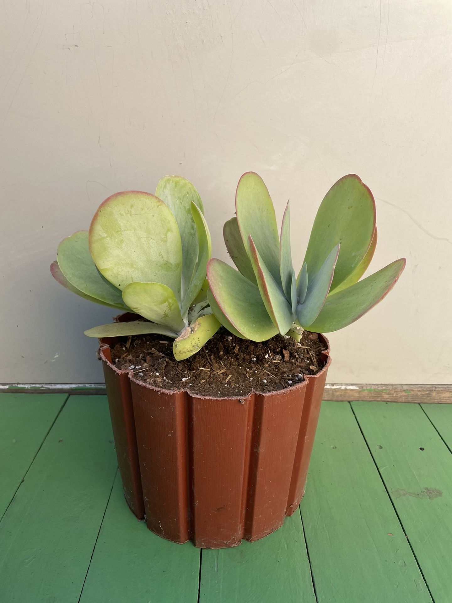 Succulent THYRSIFLORA