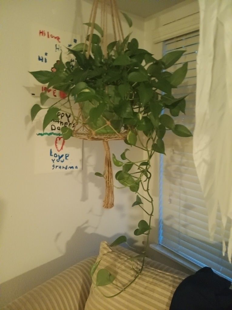 Hanging House Plant