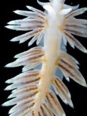 Berghia Nudibranch