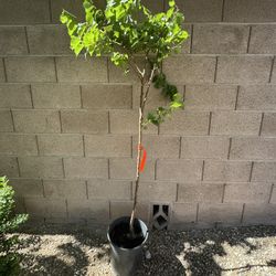 Castlebrite Apricot Tree