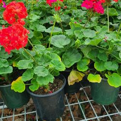 Geranios Geraniums Plants 1gallon 