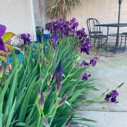 Purple Iris Plant Bulbs 🌱 Flowers