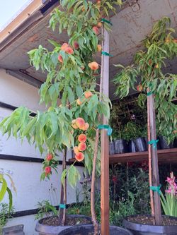 Arboles Frutales 