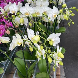 Indoor Orchid - 3”