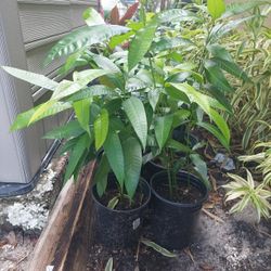 Haitian Mango Corne Trees 