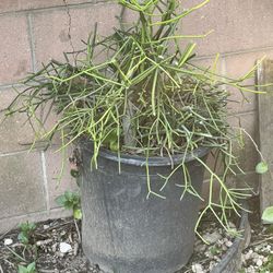 plant