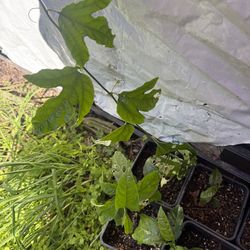 passion fruit plants