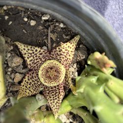 Stapelia And Crown Of Thornz And Indoor Outdoor Plants