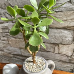 Jade House Plant In 4.5" Pot.