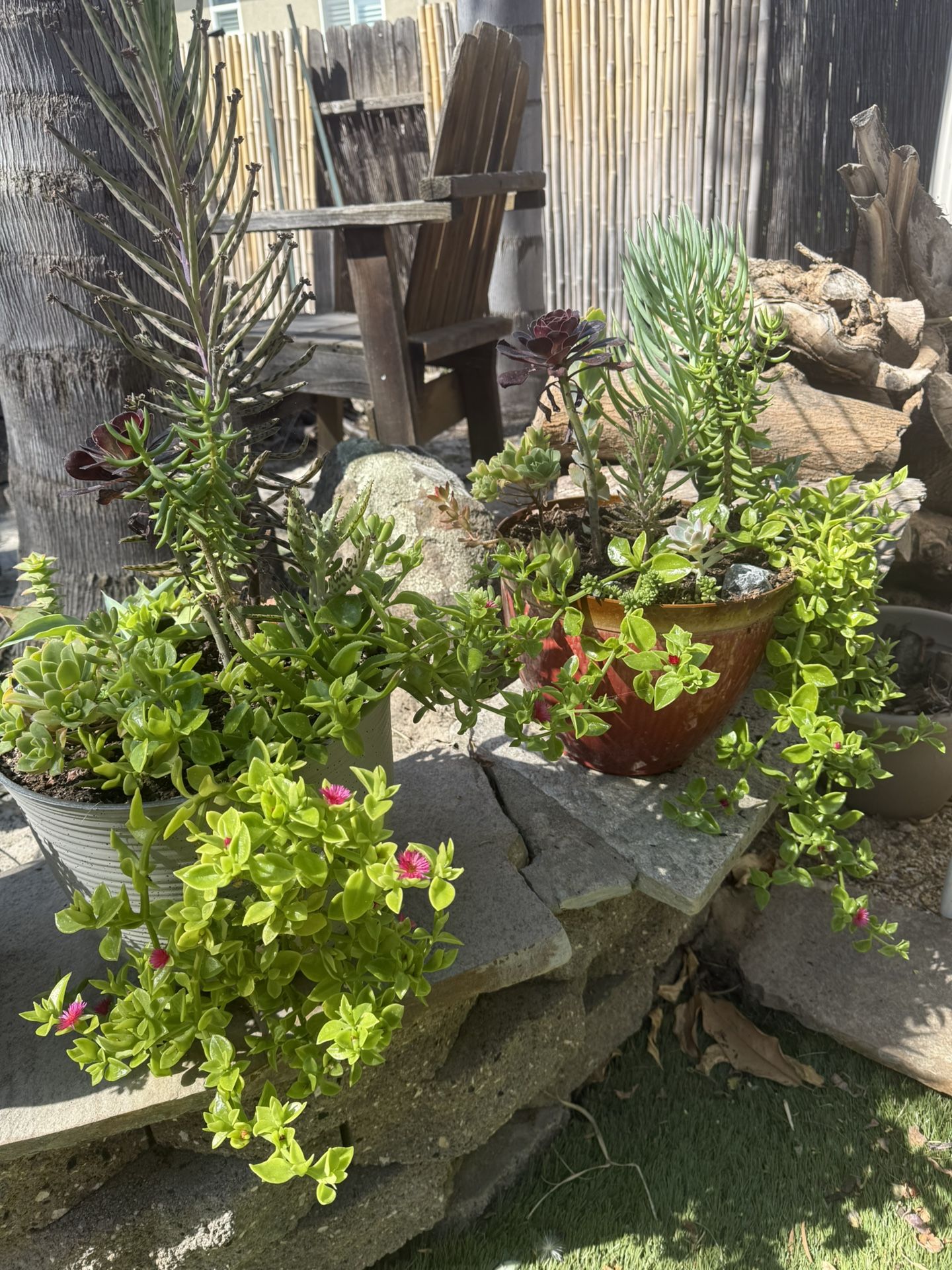 Succulents