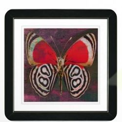 Butterfly Picture