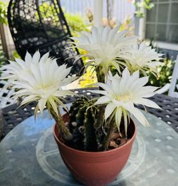 CACTUS PLANT IN BLOOM- White Flowers