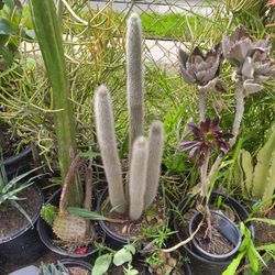 Snow Pole Cactus Plant