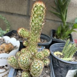Cactus