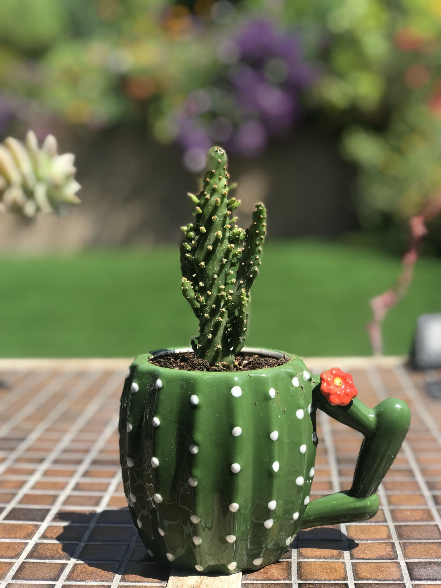 $12 Cute Cactus plant potted in a cactus ceramic mug