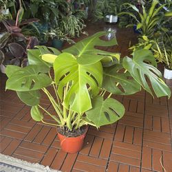 Monstera Deliciosa tropical houseplant 6”
