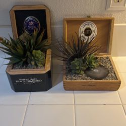 Cigar Succulents 