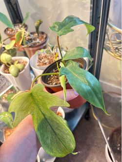 Philodendron Florida Ghost