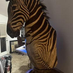 Zebra taxidermy pedestal