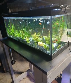 Fishtank 20,galon with lights ,filter ,and stand ...nothing else..$60