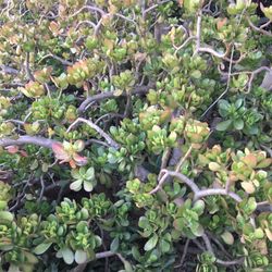 Free Succulent Plant Cuttings As Mis As You Need 