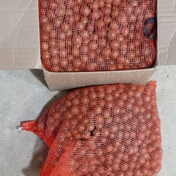 Macadamia Nuts Fresh In Shell 