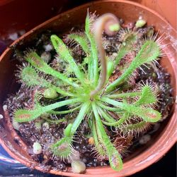 Sundew (spoon-leaved)