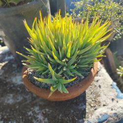 A Clump Of Aloe Plants Succulents